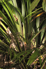 Helmholtzia glaberrima