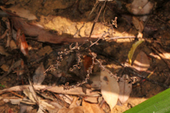 Helmholtzia glaberrima