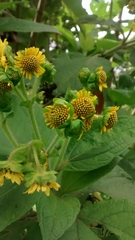 Smallanthus pyramidalis