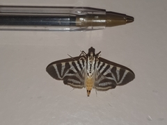 Spilomela perspicata