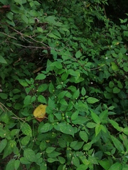 Capsicum annuum glabriusculum
