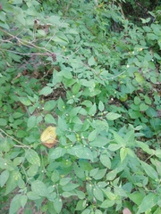 Capsicum annuum glabriusculum