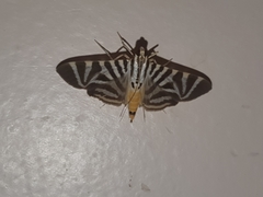 Spilomela perspicata