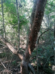 Bursera cinerea