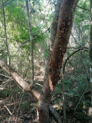 Bursera cinerea