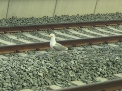 Larus argentatus