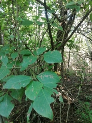Bursera cinerea