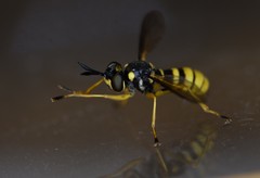 Leopoldius coronatus