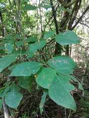 Bursera cinerea