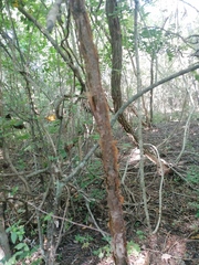 Bursera cinerea