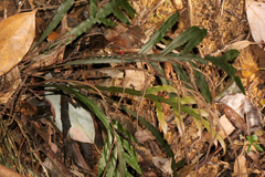 Blechnum patersonii
