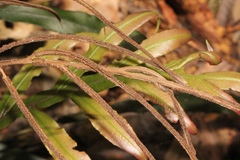Blechnum patersonii