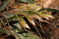 Blechnum patersonii