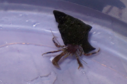 Anapagurus hyndmanni