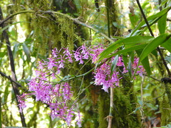 Epidendrum laeve