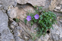 Campanula carpatica