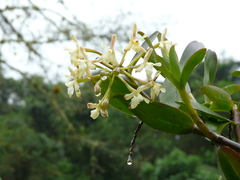 Epidendrum brevicernuum