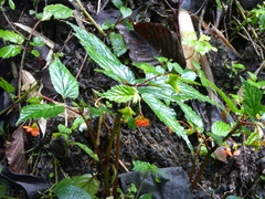 Begonia urticae