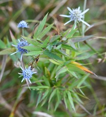 Eryngium integrifolium