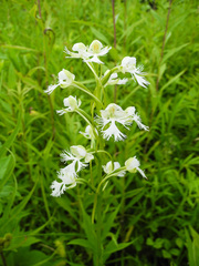 Platanthera leucophaea