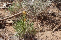 Petradoria pumila