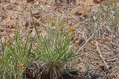 Petradoria pumila