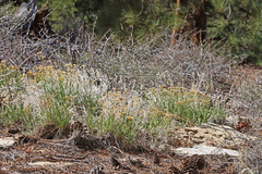 Petradoria pumila