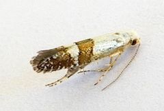 Argyresthia inscriptella