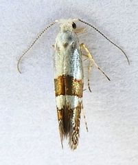Argyresthia inscriptella