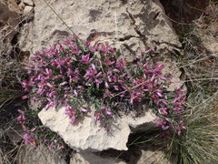 Rhinotropis subspinosa