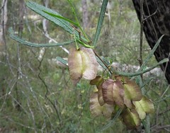 Dodonaea viscosa angustifolia
