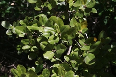 Rhamnus pirifolia