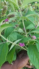Lantana trifolia