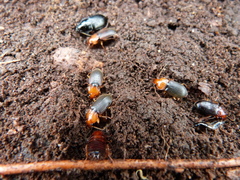 Amphasia interstitialis