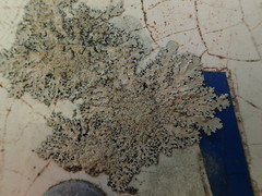 Hypotrachyna spumosa