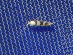 Argyresthia calliphanes