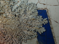 Hypotrachyna spumosa