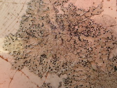 Hypotrachyna spumosa