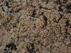 Hypotrachyna spumosa