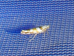 Argyresthia calliphanes