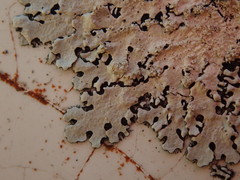 Hypotrachyna spumosa