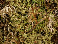 Cladonia incerta