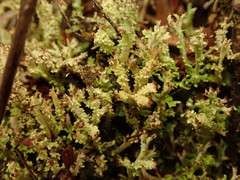 Cladonia incerta