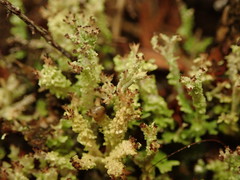 Cladonia incerta