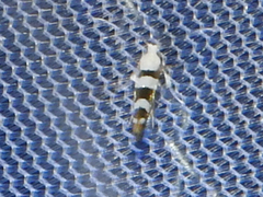 Argyresthia calliphanes
