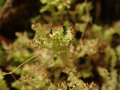Cladonia incerta