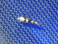 Argyresthia calliphanes