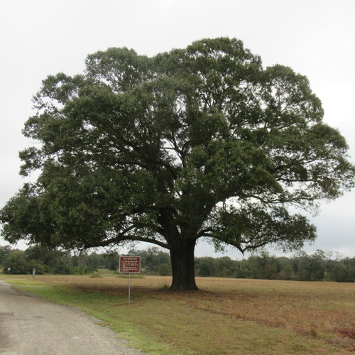 southern red oak