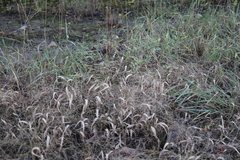 Panicum philadelphicum