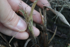Panicum philadelphicum